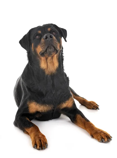 Rottweiler Raça Pura Frente Fundo Branco — Fotografia de Stock