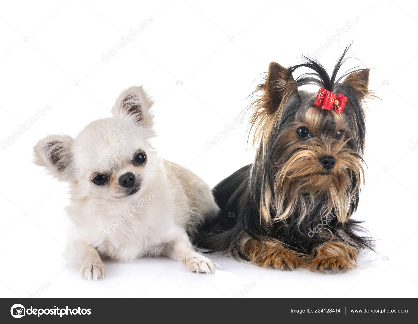 yorkshire terrier and chihuahua