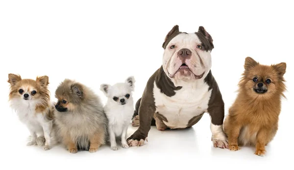 Male American Bully Little Dogs Front White Background — Stock Photo, Image