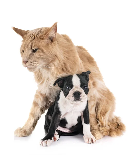 Maine Coon Katze Und Kleiner Hund Vor Weißem Hintergrund — Stockfoto