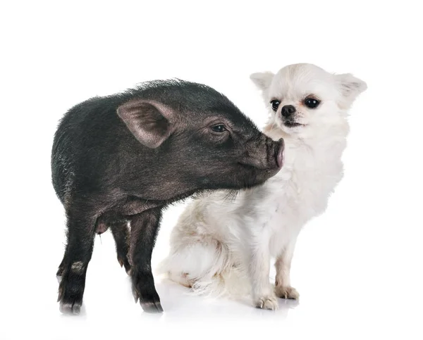 Cerdo Vietnamita Chihuahua Delante Fondo Blanco — Foto de Stock