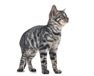 Bengal kedisi beyaz arka planda