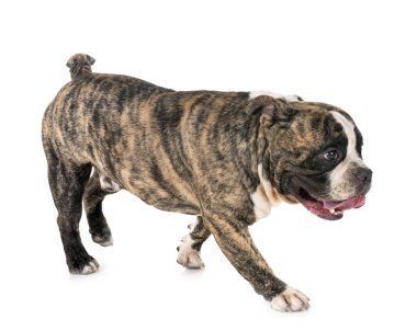 Beyaz arka plan önünde erkek Amerikan kabadayı