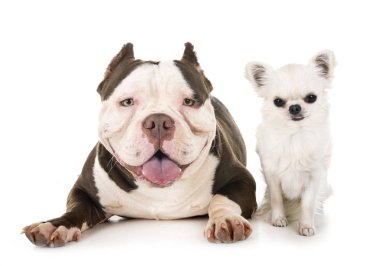 erkek Amerikan zorba ve beyaz arka plan önünde chihuahua