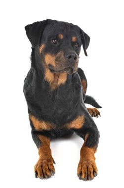 Beyaz arkaplan önünde safkan rottweiler