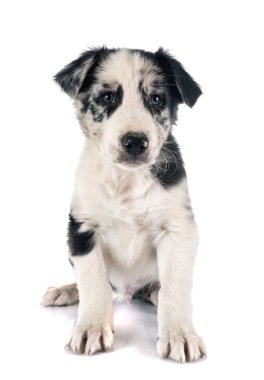 Beyaz arka plan önünde köpek yavrusu kenar kömür ocağı
