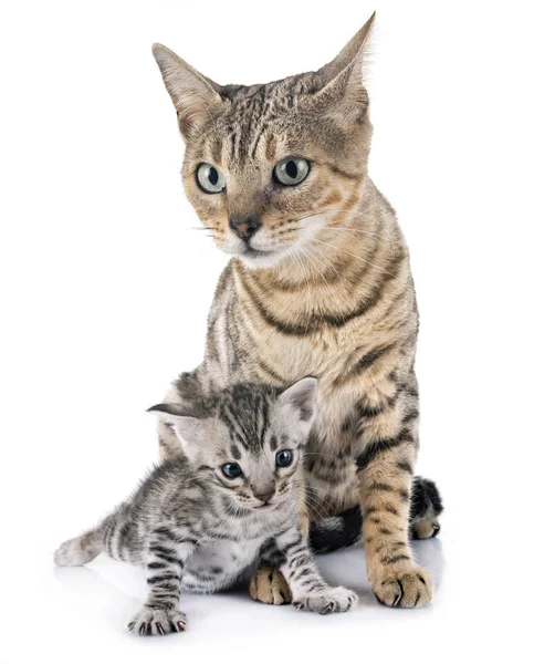 Bengal Cat Front White Background — Stock Photo, Image