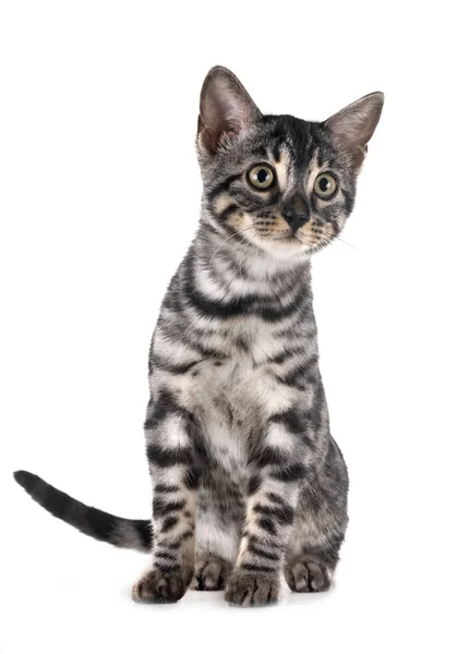 白色背景前的斑纹猫 — 图库照片