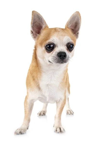 Liten Chihuahua Framför Vit Bakgrund — Stockfoto