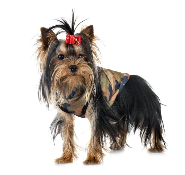 Joven Yorkshire Terrier Frente Fondo Blanco — Foto de Stock