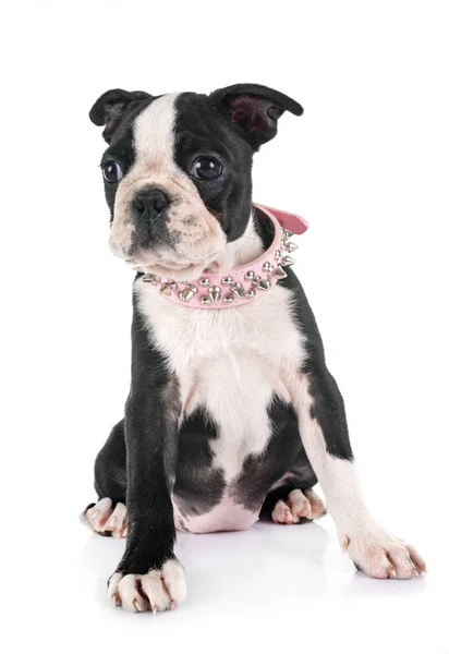 Welpe Boston Terrier Vor Weißem Hintergrund — Stockfoto