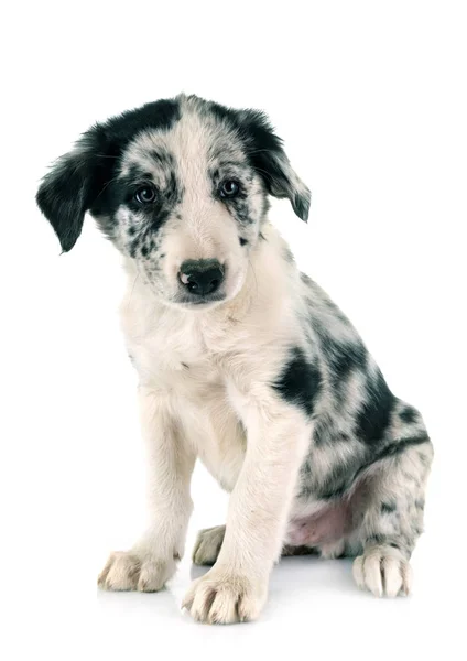 Puppy Border Collie Front White Background — Stock Photo, Image