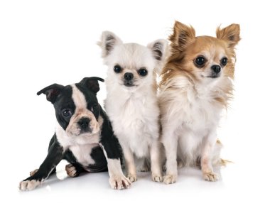 Beyaz arka planda küçük köpekler