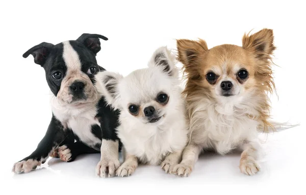 Kleine Honden Voor Witte Achtergrond — Stockfoto