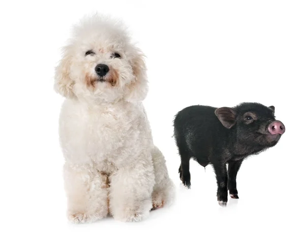 Cochon Vietnamien Bichon Devant Fond Blanc — Photo