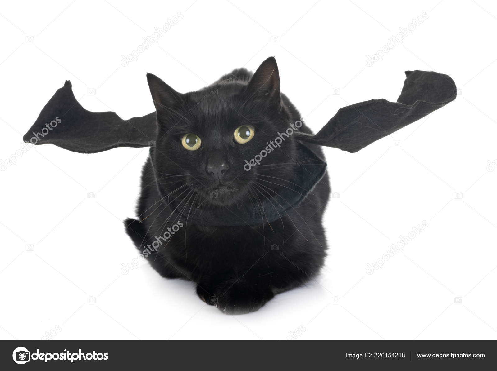 Chauve Souris Chat Devant Fond Blanc Image Libre De Droit Par Cynoclub C Chauve Souris Chat Devant Fond Blanc Image Libre De Droit Par Cynoclub C