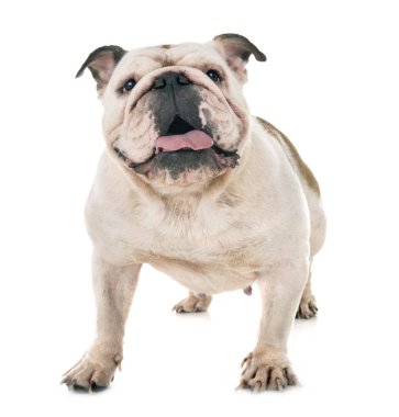 Beyaz arkaplan önünde İngiliz Bulldog 'u