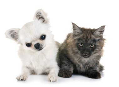 Maine coon yavru kedi ve beyaz arka plan önünde chihuahua