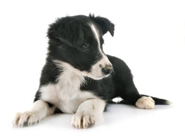 Beyaz arka plan önünde köpek yavrusu kenar kömür ocağı