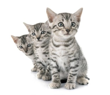 Bengal kedisi beyaz arka planda