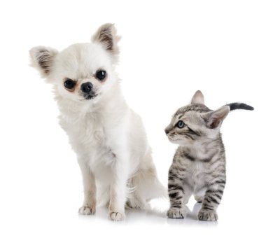 Bengal kedi ve beyaz arka plan önünde chihuahua