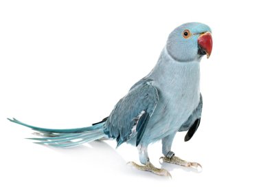 Beyaz arka plan önünde Rose halkalı muhabbet kuşu