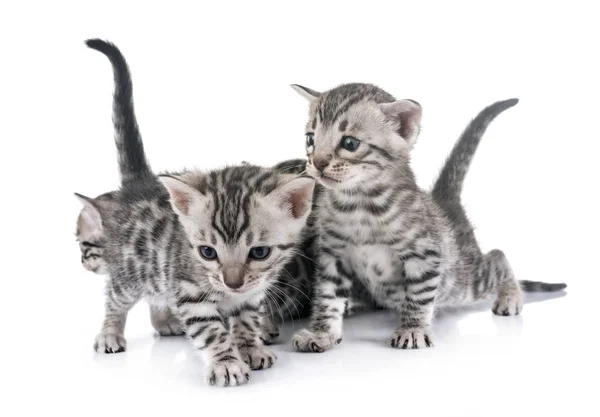 Bengal Kitten Front White Background — Stock Photo, Image