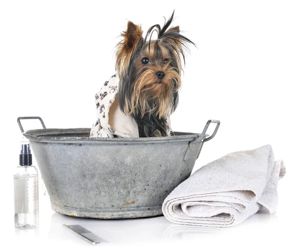 Joven Yorkshire Terrier Baño Frente Fondo Blanco — Foto de Stock