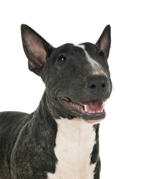 Miniature Bull Terrier Μπροστά Από Λευκό Φόντο — Φωτογραφία Αρχείου