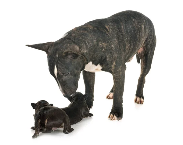 Terrier Toro Miniatura Cachorros Delante Fondo Blanco — Foto de Stock