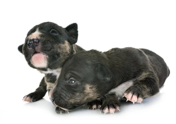 Pups Terriër Van Stier Van Miniatuur Voor Witte Achtergrond — Stockfoto