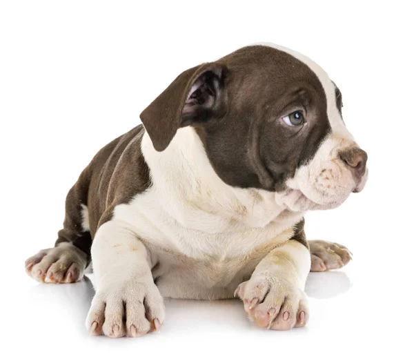 Puppy American Bully Front White Background — Stock Photo, Image