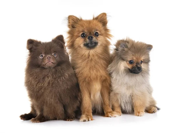 Mladí Pomeranians Před Bílým Pozadím — Stock fotografie