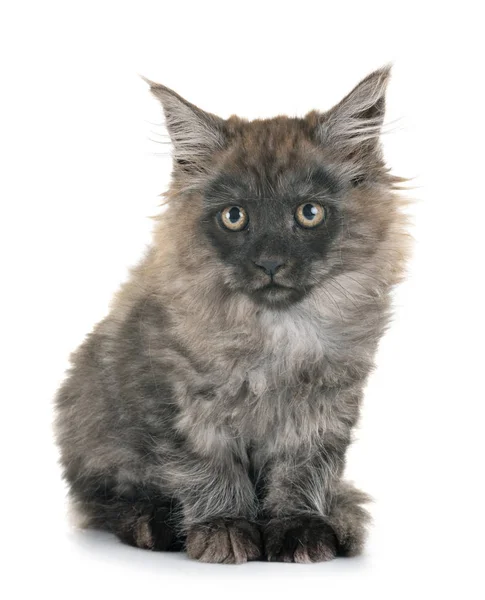 Maine Coon Kitten Front White Background — Stock Photo, Image