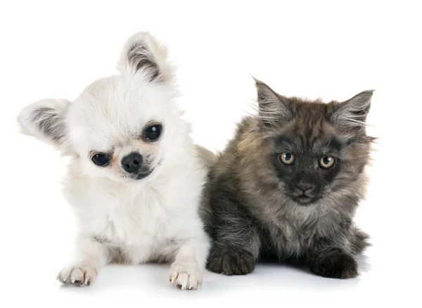 Maine Coon Gatito Chihuahua Frente Fondo Blanco — Foto de Stock