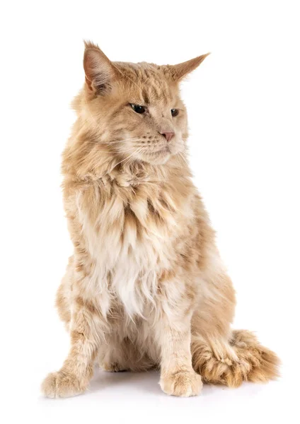 Maine Coon Cat Frente Fundo Branco — Fotografia de Stock