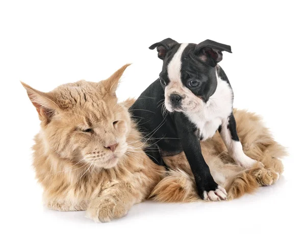 Maine Coon Gato Poco Perro Frente Fondo Blanco — Foto de Stock