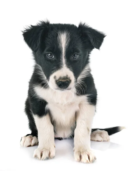 白い背景の前で子犬ボーダーコリー — ストック写真
