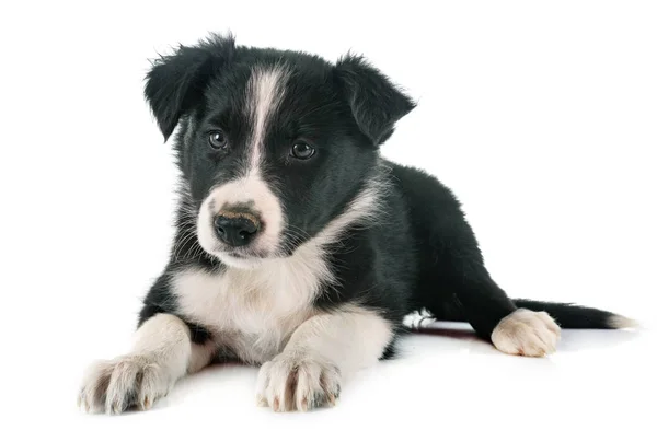 Puppy Bordercollie Voor Witte Achtergrond — Stockfoto