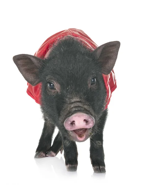 Vietnamese Pig Front White Background — Stock Photo, Image