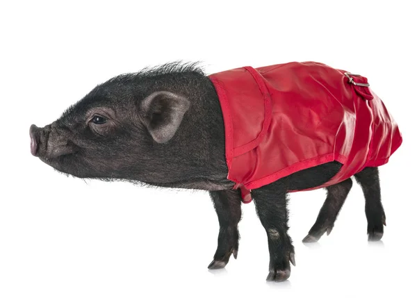 白色背景前的越南猪 — 图库照片