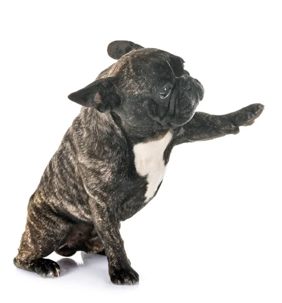 French Bulldog Front White Background — Stock Photo, Image