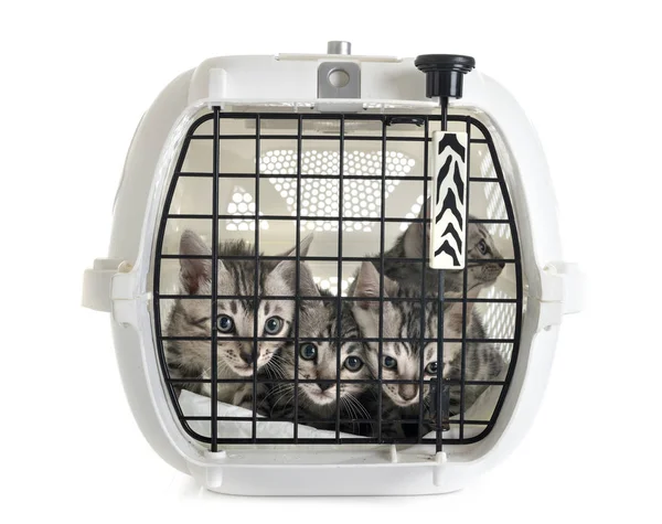 Bengal Cat Kennel Front White Background — Stock Photo, Image