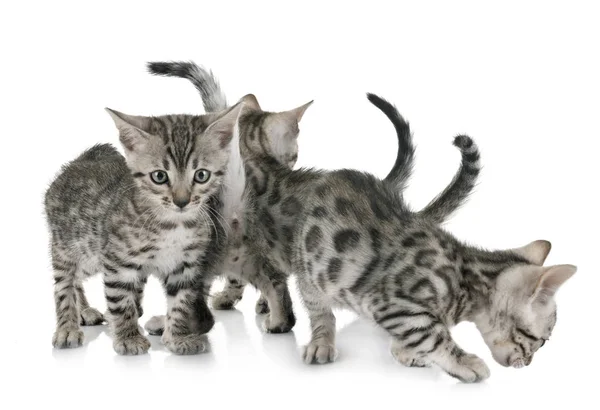 Bengal Cat Front White Background — Stock Photo, Image