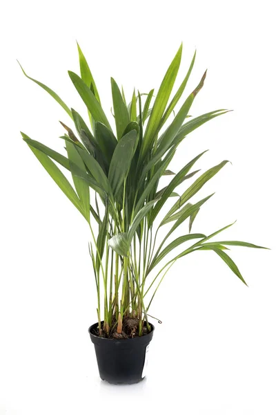 Areca Plant Front White Background — Stock Photo, Image