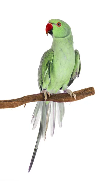 Rose Ringed Parakeet Front White Background — Stock Photo, Image