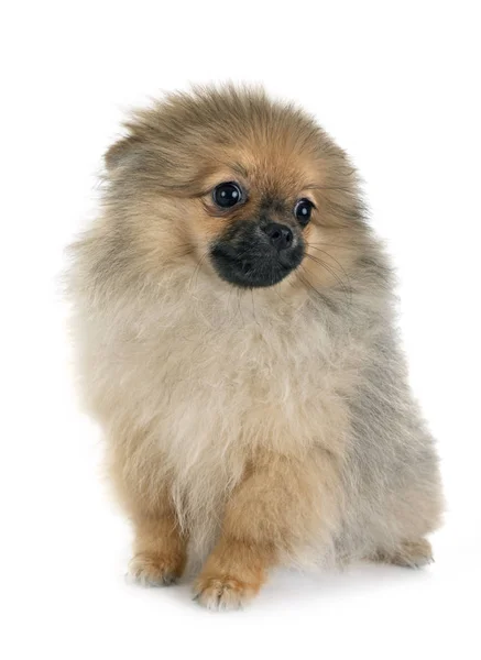 Young Pomeranian Front White Background — Stock Photo, Image
