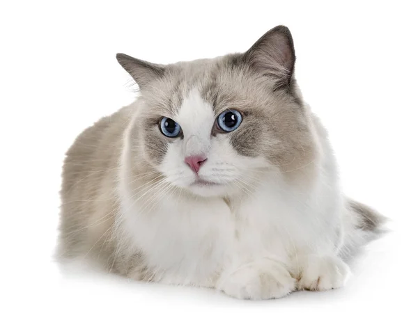 Ragdoll Katt Framför Vit Bakgrund — Stockfoto