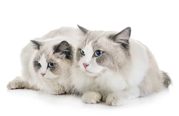 Ragdoll Γάτες Μπροστά Από Λευκό Φόντο — Φωτογραφία Αρχείου