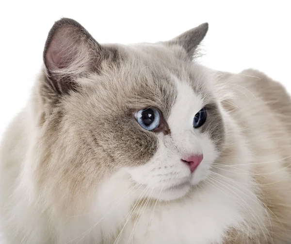 Ragdoll Kočka Před Bílým Pozadím — Stock fotografie